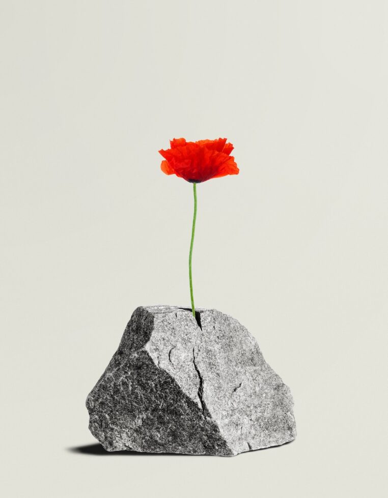 Bright red flower growing out of a crack in a gray rock against a plain background.