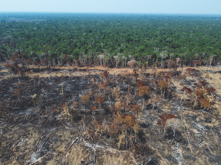 Biodiversity Crisis