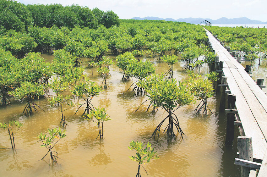 BSVR4_GSK_Mangrove