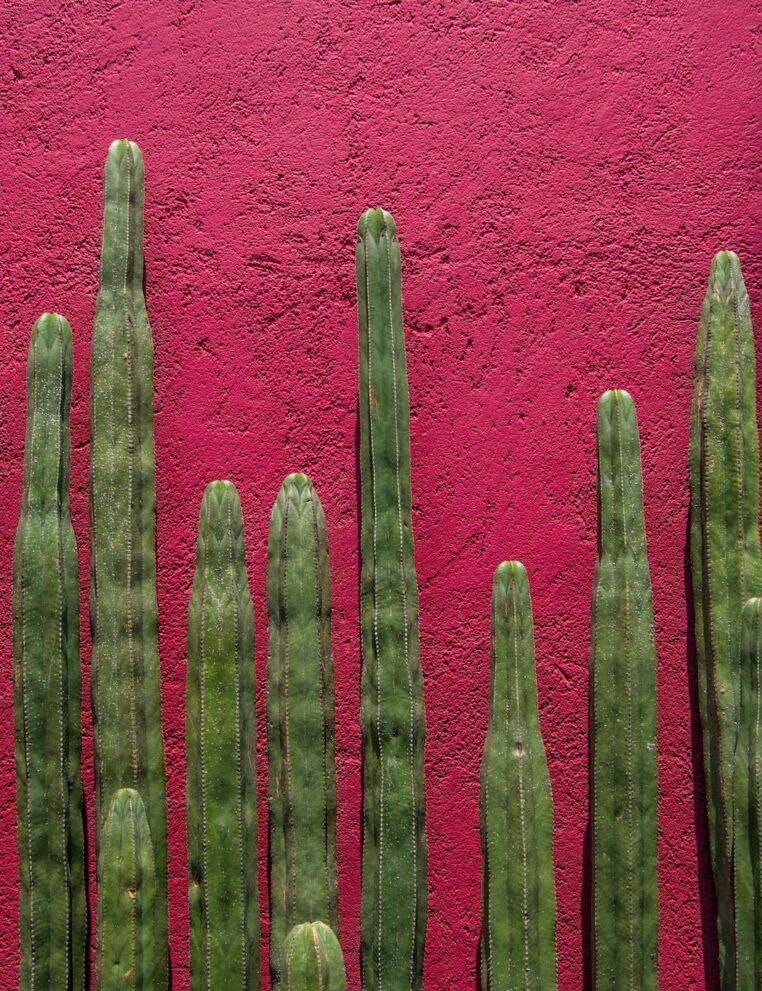 Tall, columnar green cacti stand upright in front of a textured, deep pink wall. The vibrant contrast highlights the vertical forms of the cacti against the bold, colorful background.