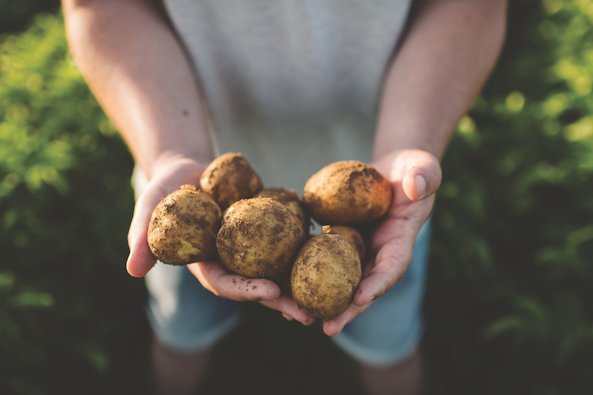 Rooted in the Soil