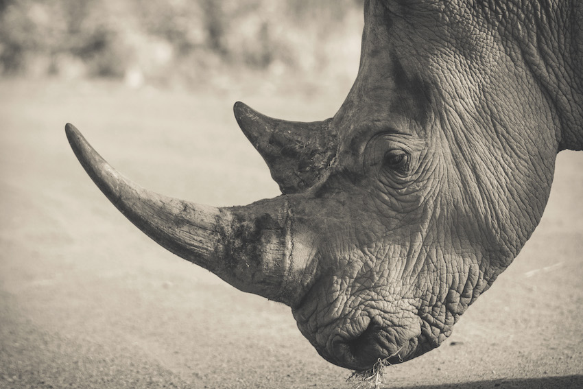 Zebra Saving Rhino