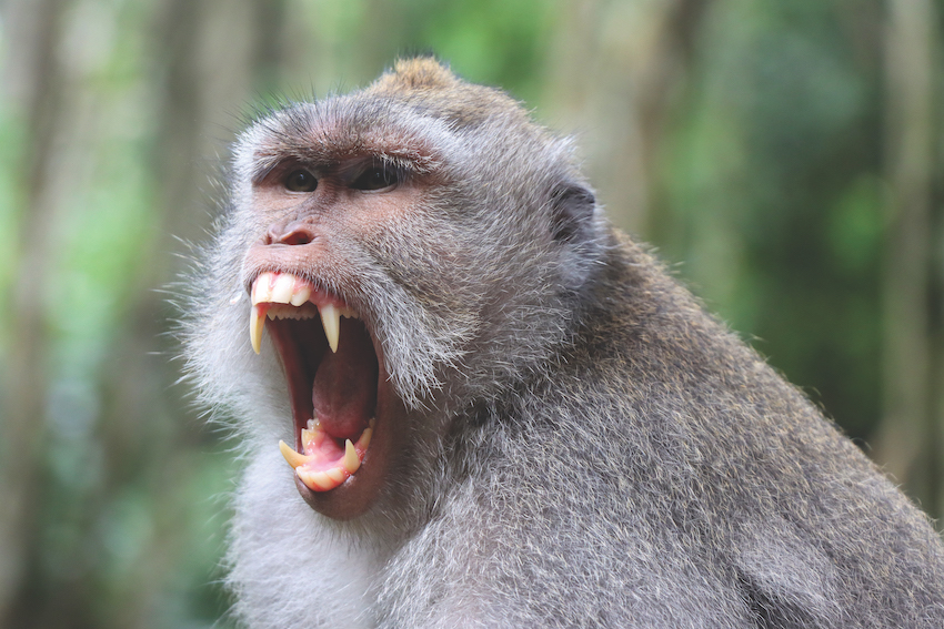 Nature Targets with Teeth