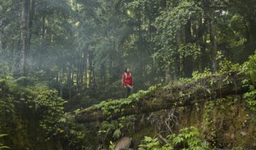 woman trekking in tropical rainforest, crossing riverbed on fallen tree trunk functioning as a bridge, with early morning mist