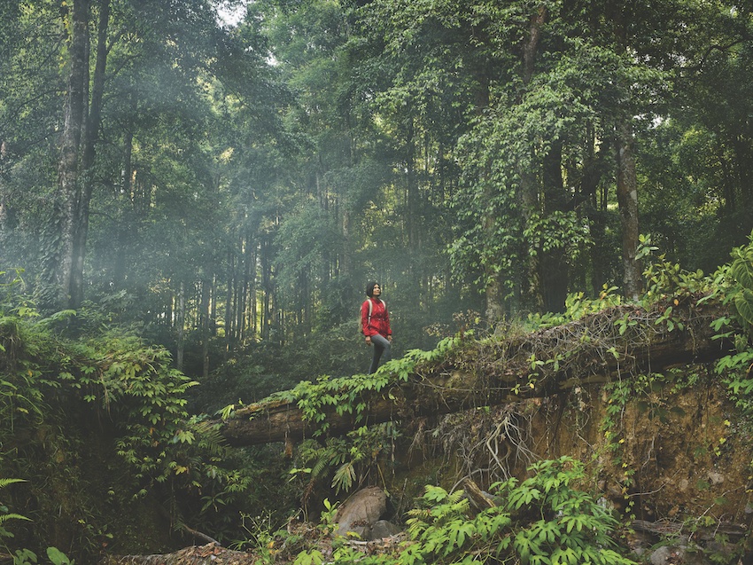 woman trekking in tropical rainforest, crossing riverbed on fallen tree trunk functioning as a bridge, with early morning mist