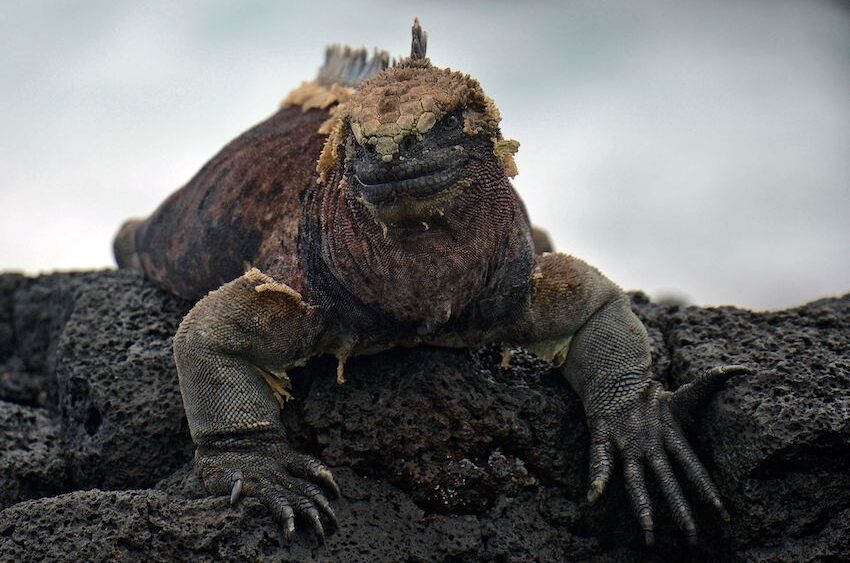 Ambre_iguana_web