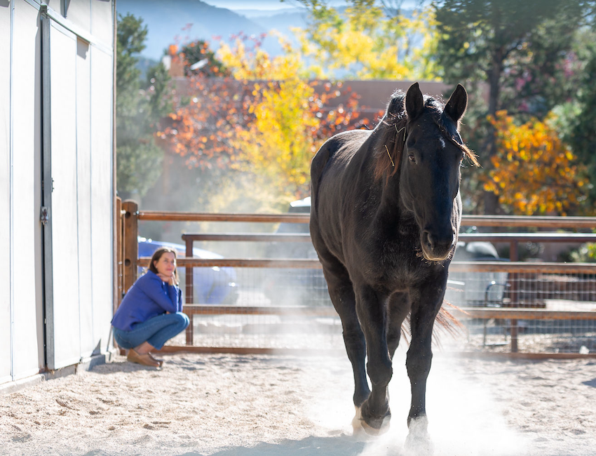 Equine-Assisted Leadership