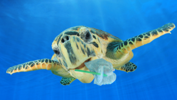 an image of a sea turtle with a plastic straw and plastic bag floating near his mouth in the ocena