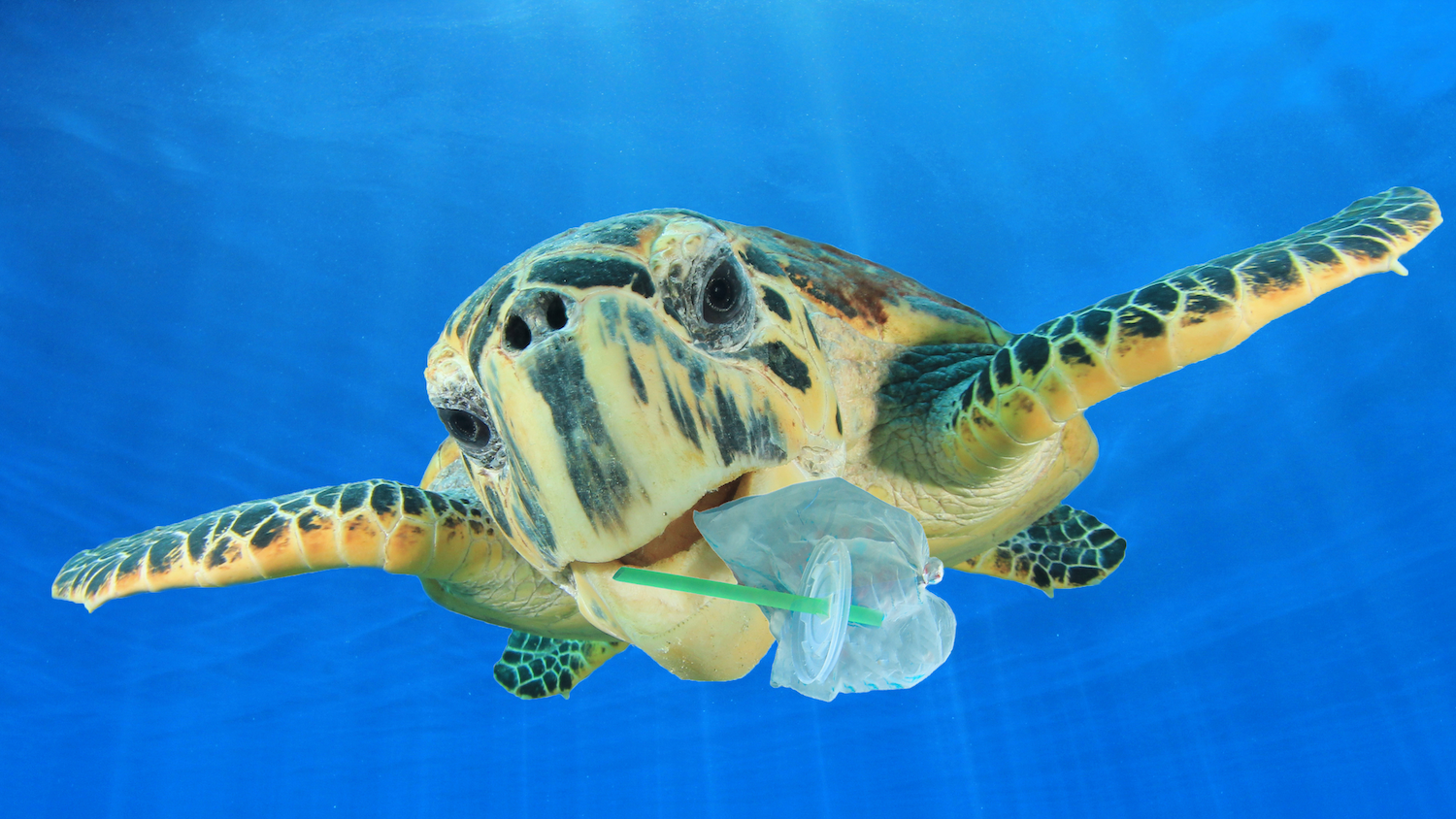 an image of a sea turtle with a plastic straw and plastic bag floating near his mouth in the ocena