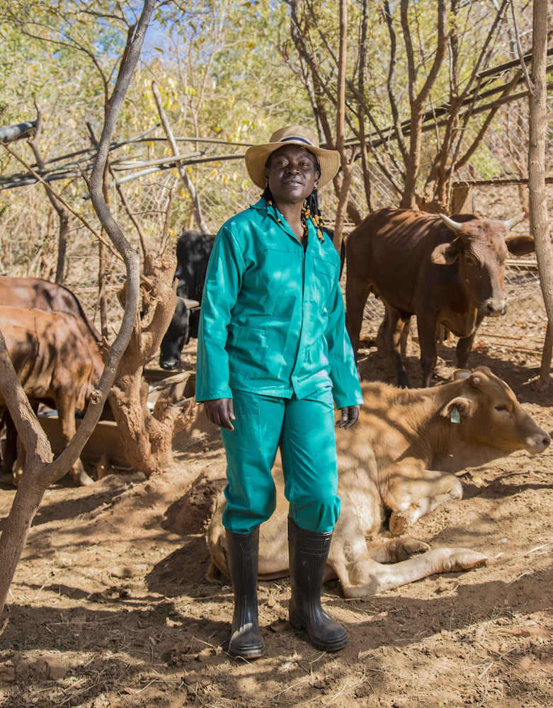 a photograph of a woman in a bright turquoise jacket and pants, standing outside among several brown cows.